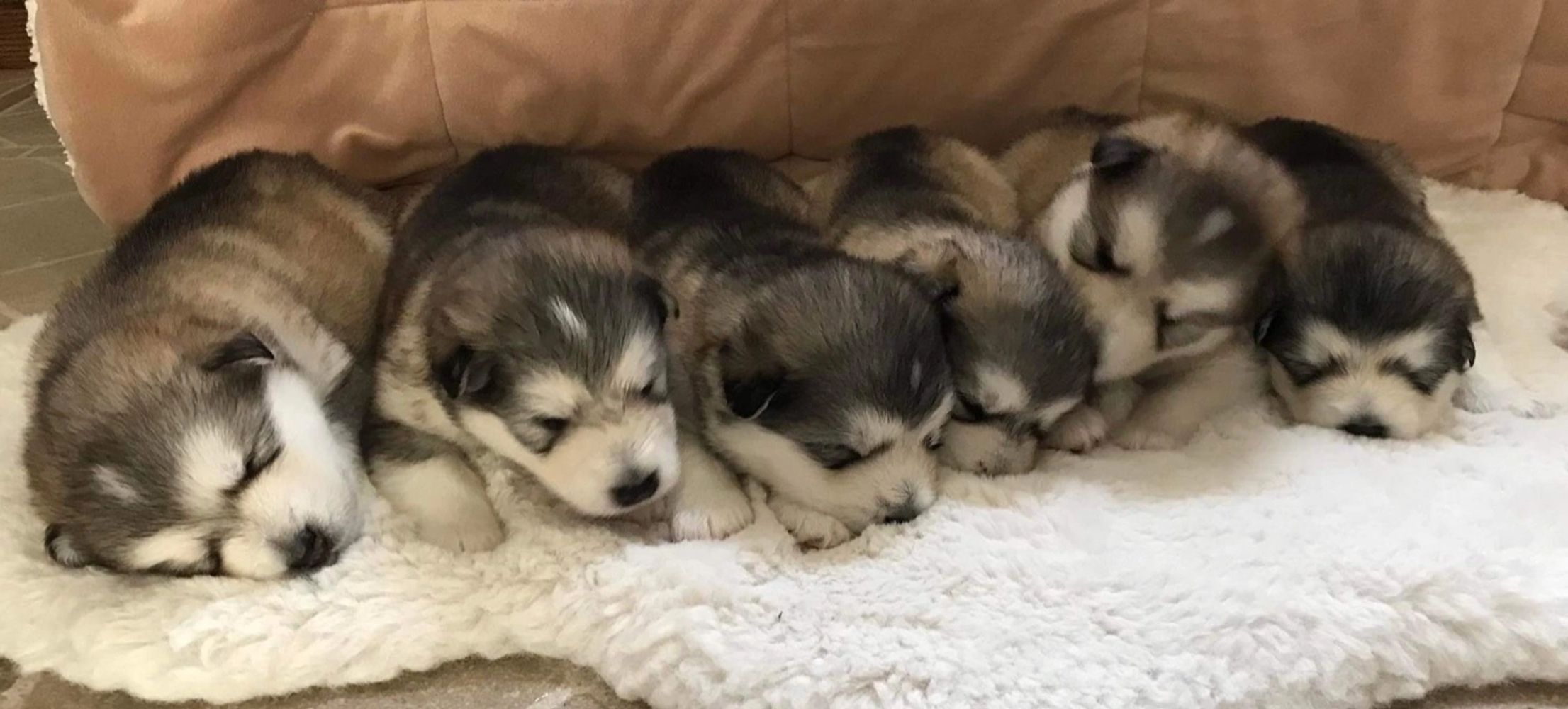 Illusion Malamutes